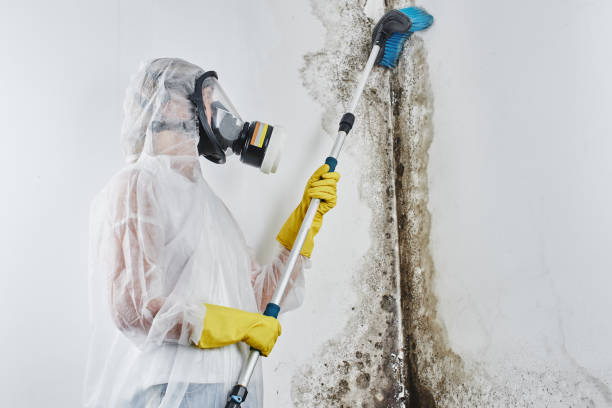 Why You Should Choose Our Mold Remediation Services in Lynnville, IN